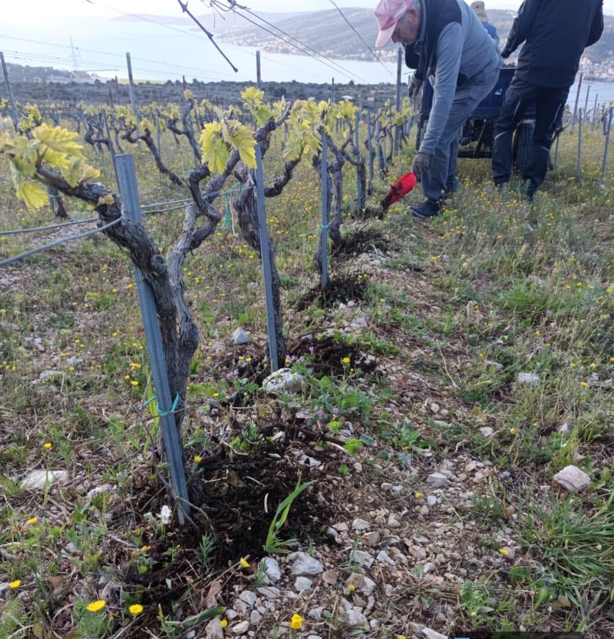 Tretman tla oko trsova u vinogradu Kairos iznad Kaštelanskog zaljeva